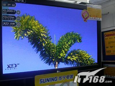 足球教练啄木鸟 