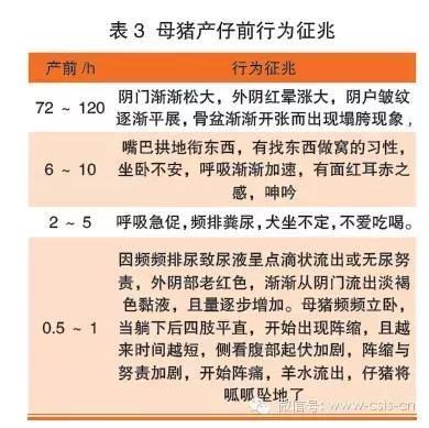 小马拉大车萝莉岛