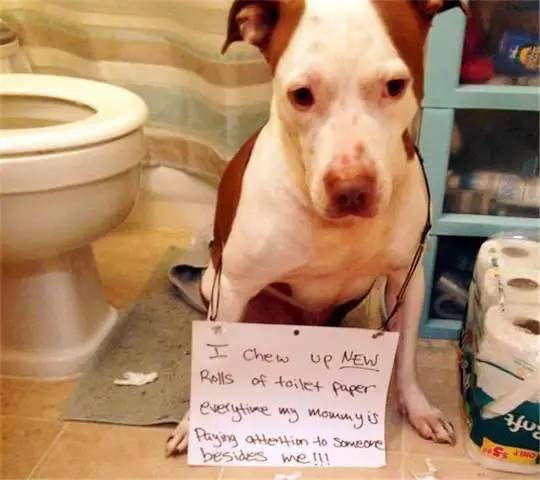 理番动漫 受众为18岁以上群体