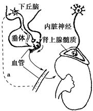 暗网禁区免费观看