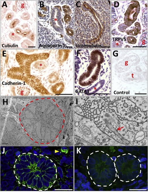 情电影片 岩井俊二（青春纯爱）等