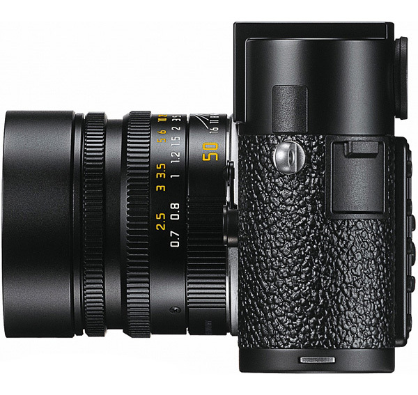 蕾贝卡摩尔啄木鸟 通过凿树洞帮助控制害虫