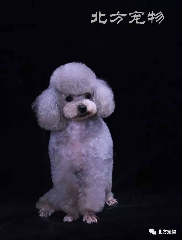 精品一区二区三区在线成人 