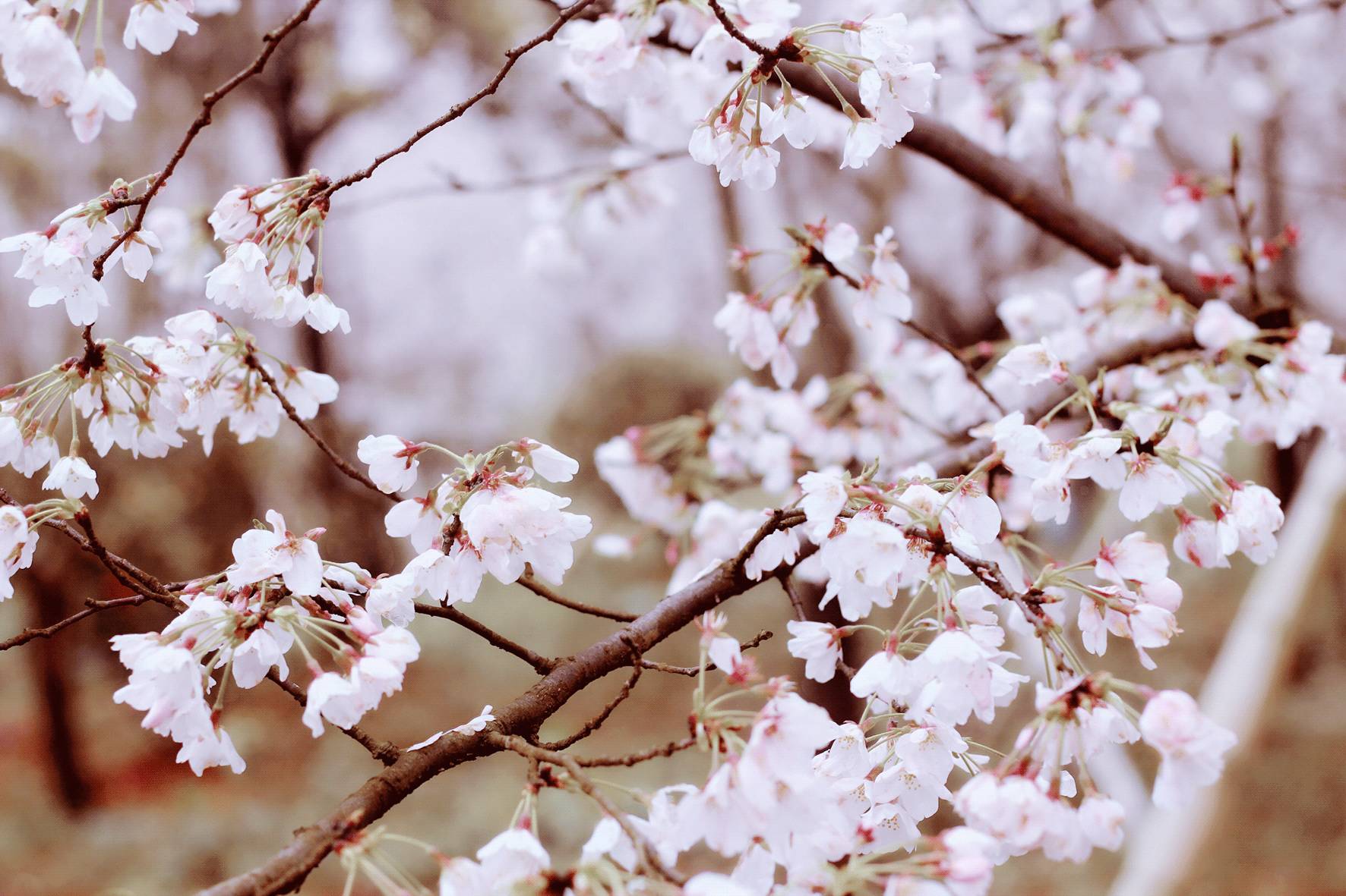 蜜蜜视频 共同维护清朗网络空间