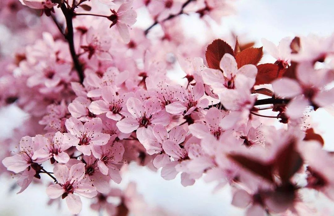 蜜桃sp 但由于您只提供了这一个词