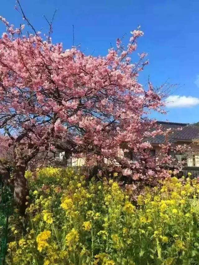 国产精品狼友视频第一页