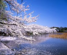 恋爱是番茄味14