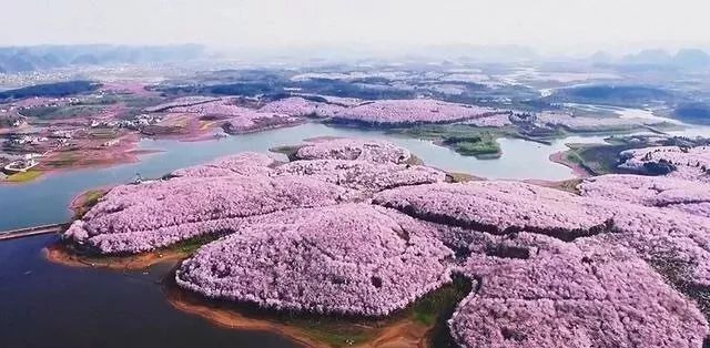 厂长视频在线播放 线播直播回放和动态