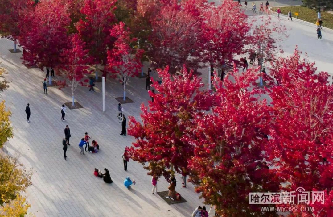 99视频这里只有精品