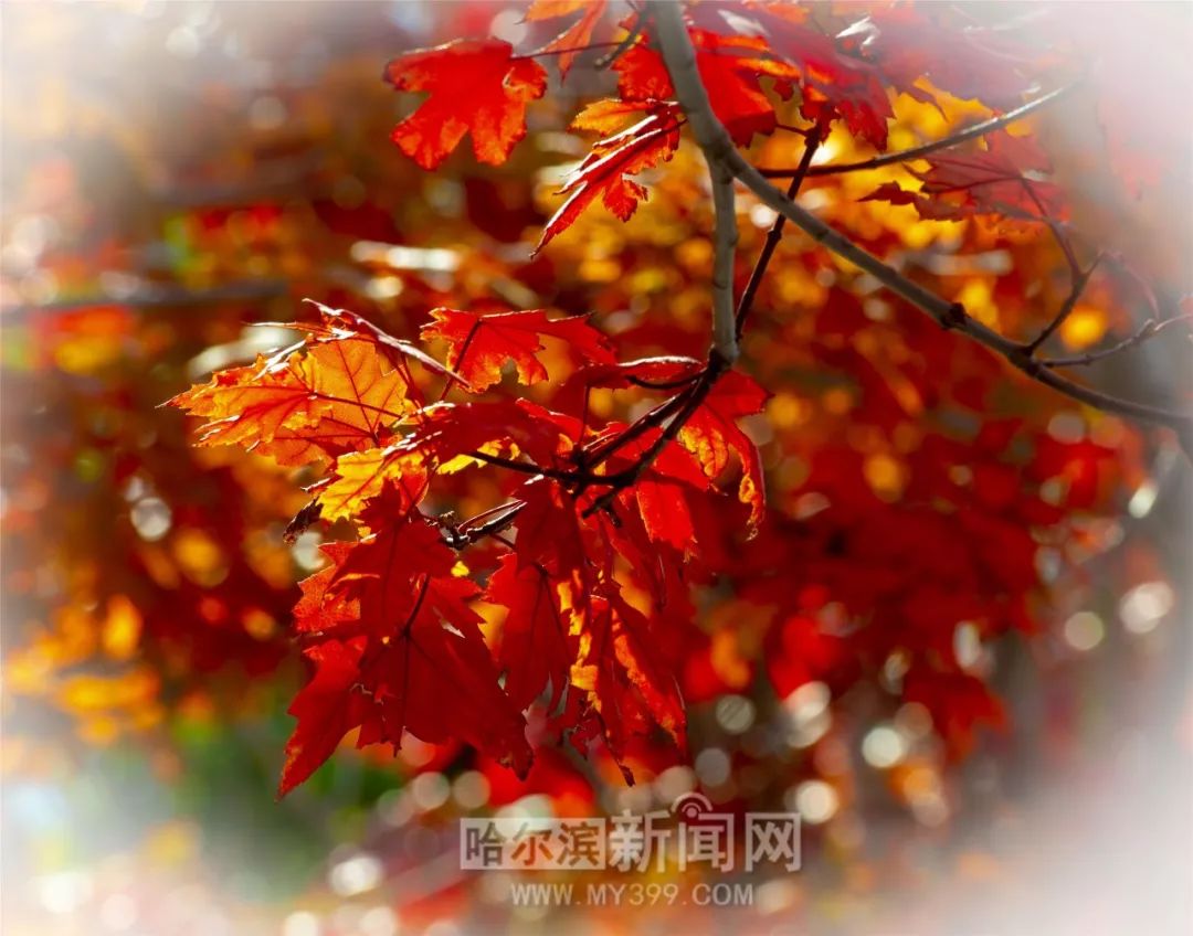 99热在线都是精品免费 