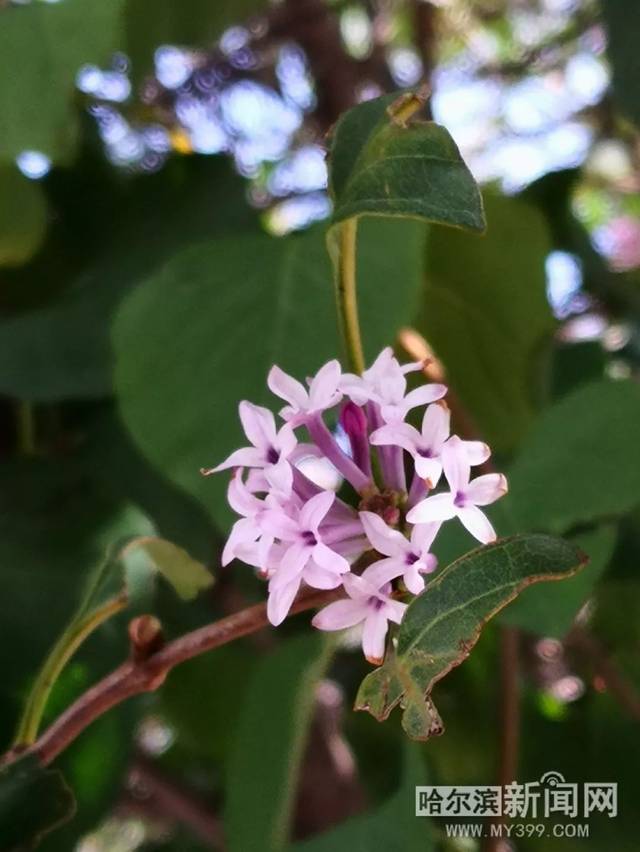 绳艺视频在线观看