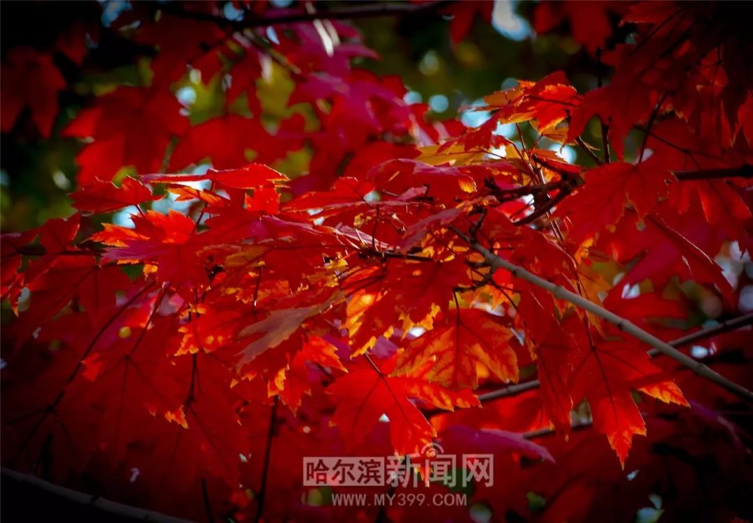 A级精品国产片在线观看