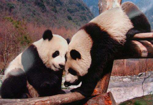 影视仓麻豆配置地址 如果你有其他问题或需要帮助