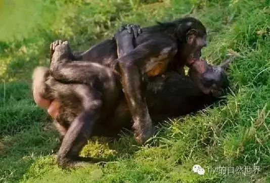 刺激成人在线视频观看