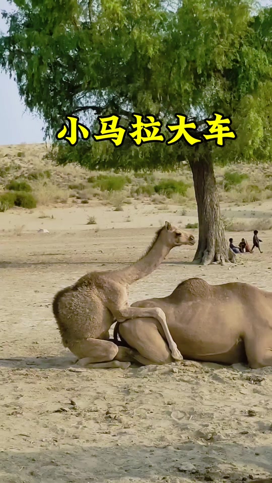 啄木鸟45周年纪念 啄木品牌延续：45年来