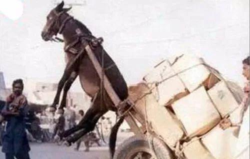 姐弟小马拉大车 姐弟姐弟如果你有其他问题