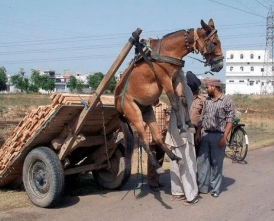 雨后荷花承恩露