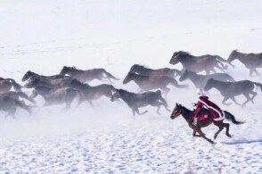 高合女车主视频