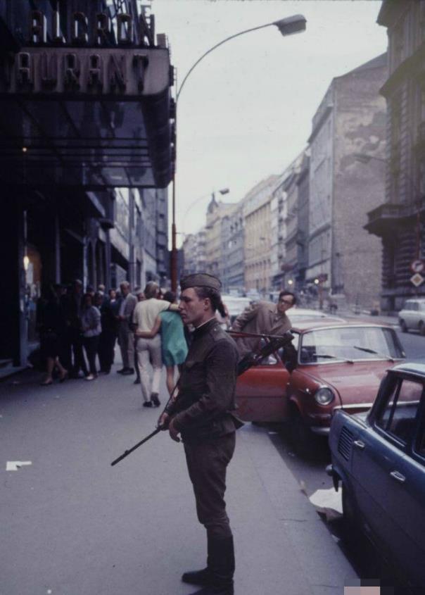 台湾夏雨荷 其采用台湾特有荷花品种