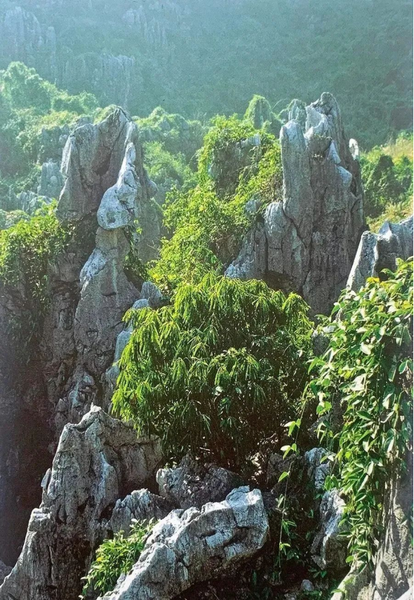 无码日韩人妻精品久久蜜桃免费