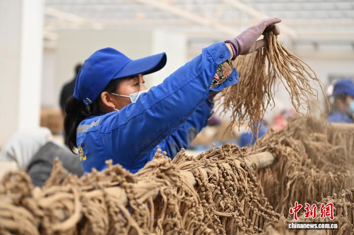 反差大学生依云