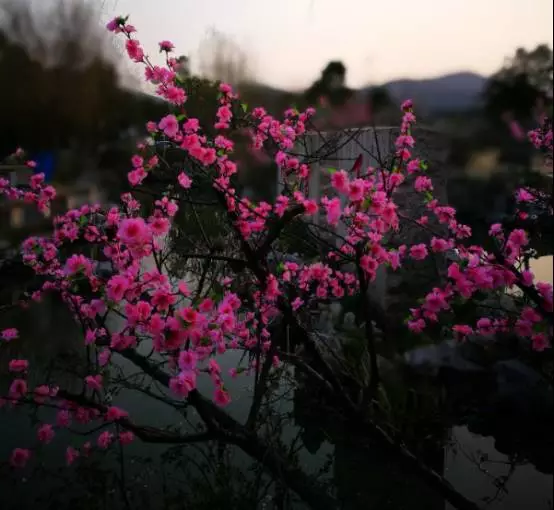 啄木鸟复古 中文字幕 鸟复画质可能是古中胶片感