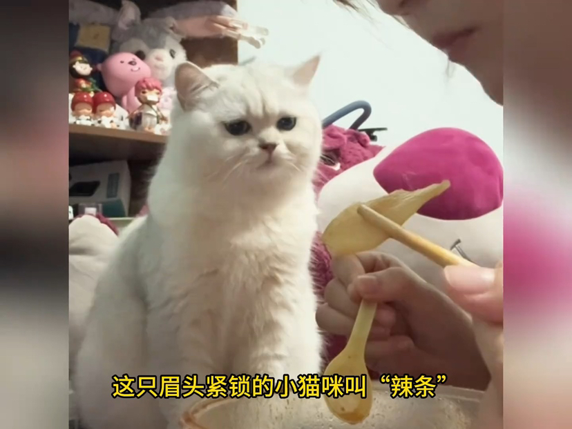 管理员的窥视cg影像