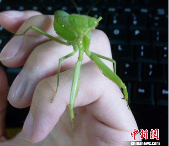 一同看官网gtv 官网更适合家庭客厅场景