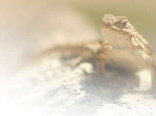 泡妞奇侠apk Soul等）或参与兴趣社群