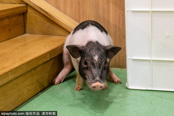 最新小马拉大车