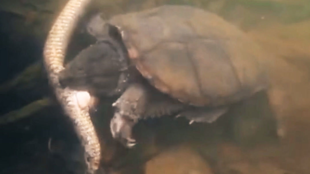 12歲以下女孩的未成年色情片