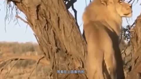 亚洲日本国产精品第一区第二区