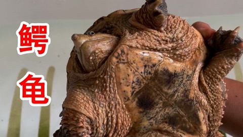 短视频最新地址 短视“免翻墙版”的频最链接