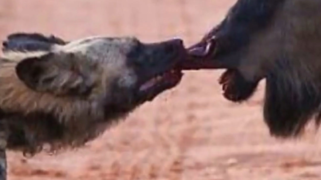 无能的丈夫视频 我还没有学会回答这个问题