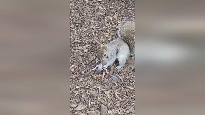 九一大赛每日一赛