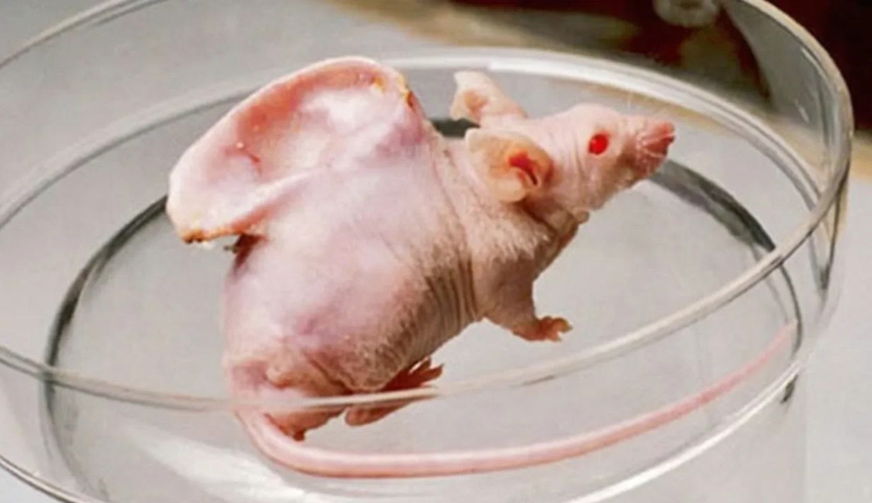 唐朝tv高清盛宴尽tv私库