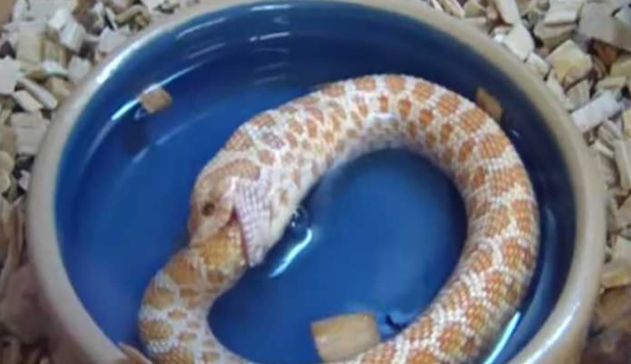 亿同看小蓝蓝颜gtv