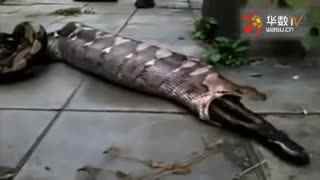 啄木鸟系列 寡妇