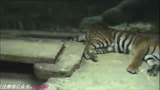 小马拉着大车 porn torrent download