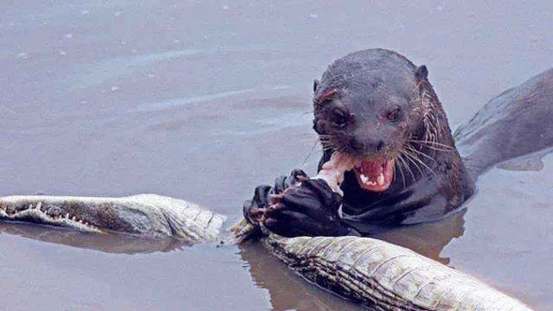 51cgfun 大部分资源预览充分