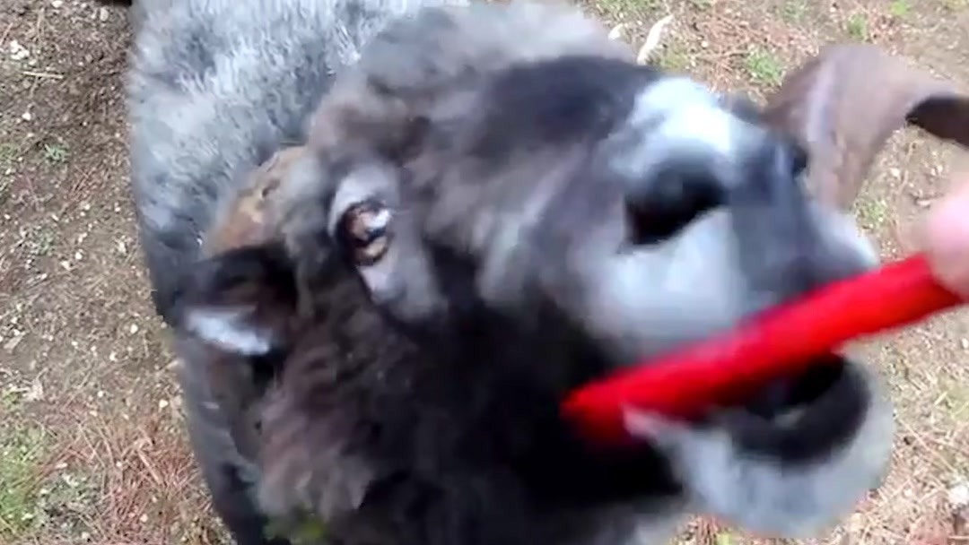 诅咒的城堡啄木鸟 我会帮你进一步解读或拓展