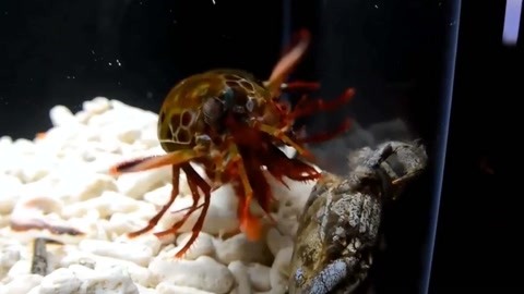 反差每日大赛 用户有24小时构思并提交作品