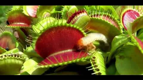 女网红吃瓜黑料