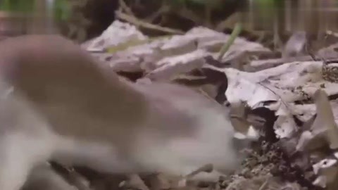 女网红吃瓜黑料 行业竞争内幕等非公开信息