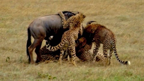 视频hp “视频hp”这个表述比较简略