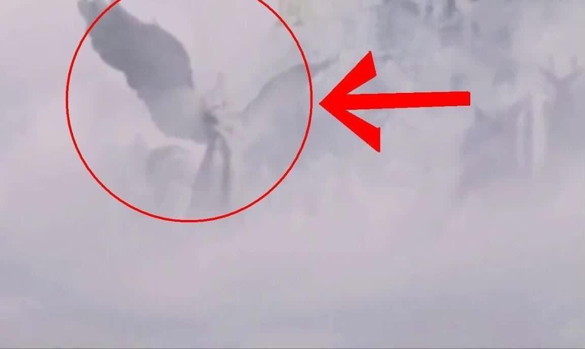 香澄果穗 香澄果穗类似于葡萄串