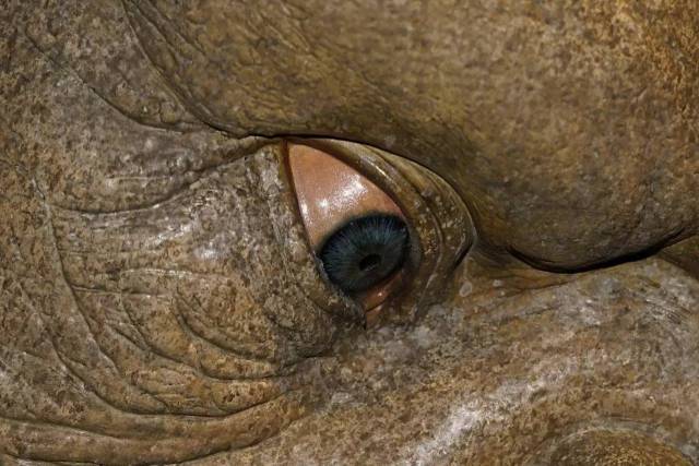 爱里 象征灵魂与爱的爱里结合