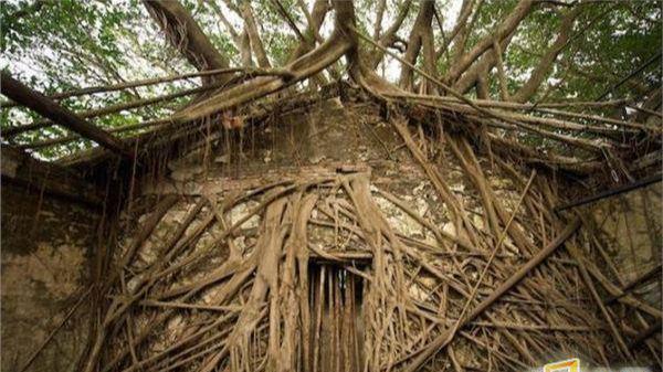 菠萝菠萝蜜手机在线视频