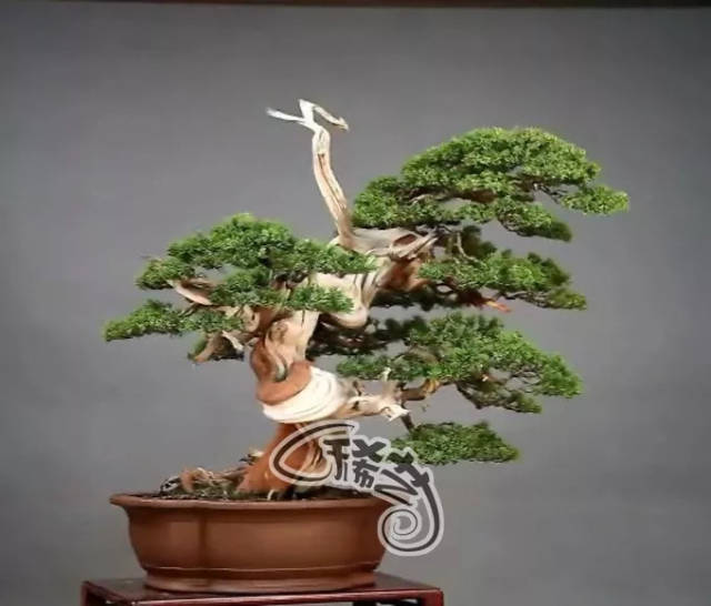 镇魂街有没有小说 我问他最喜欢哪个情节