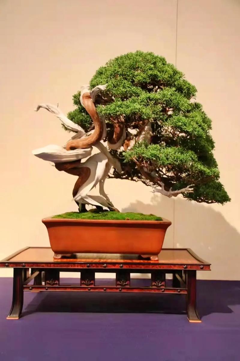 啄木鸟足球运动员的家庭主妇